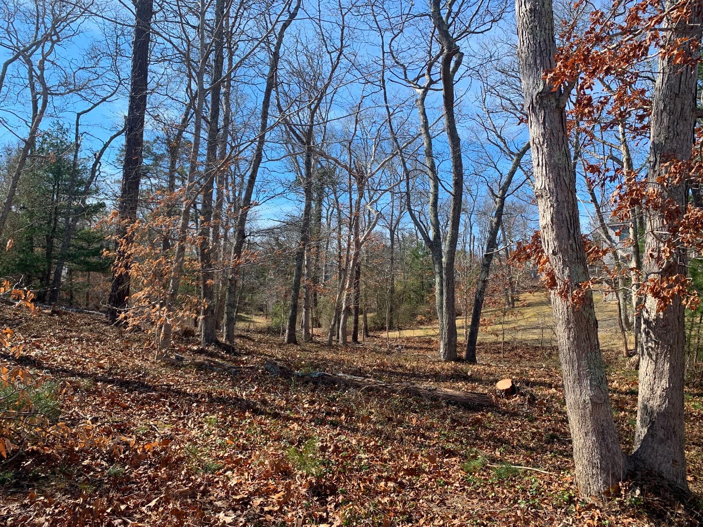 Image 3 - Baylis Woods Tashmoo Avenue