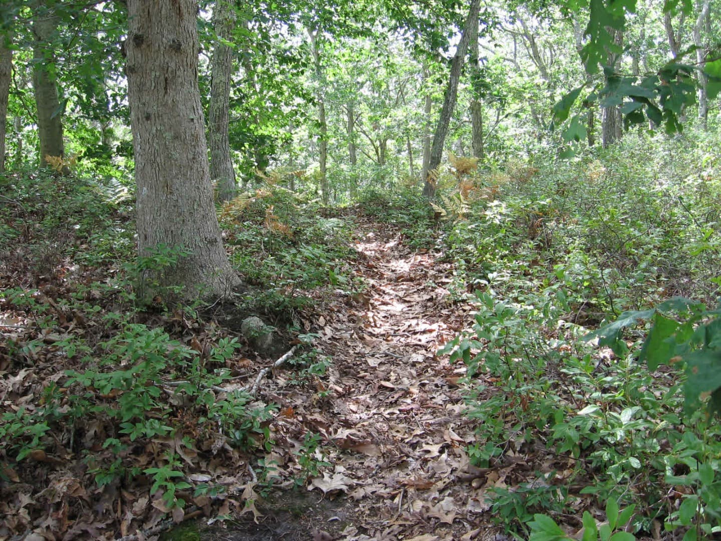 Image 2 - 0 Edgartown Vineyard Haven Road Lot 8.1