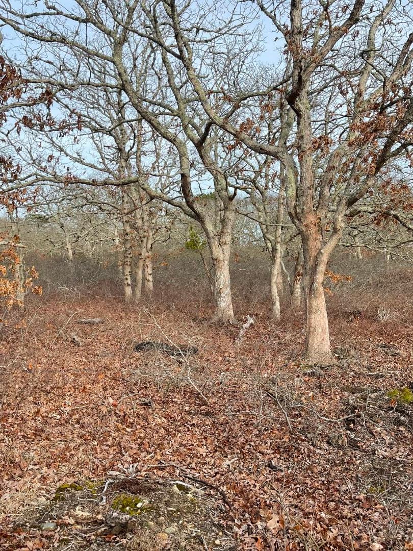 22-bramble-path-west-tisbury-ma-02575-43095