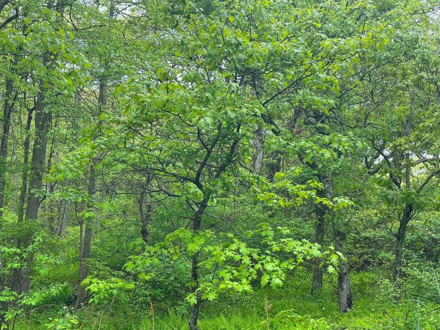 Image 2 - 19A Locust Lane