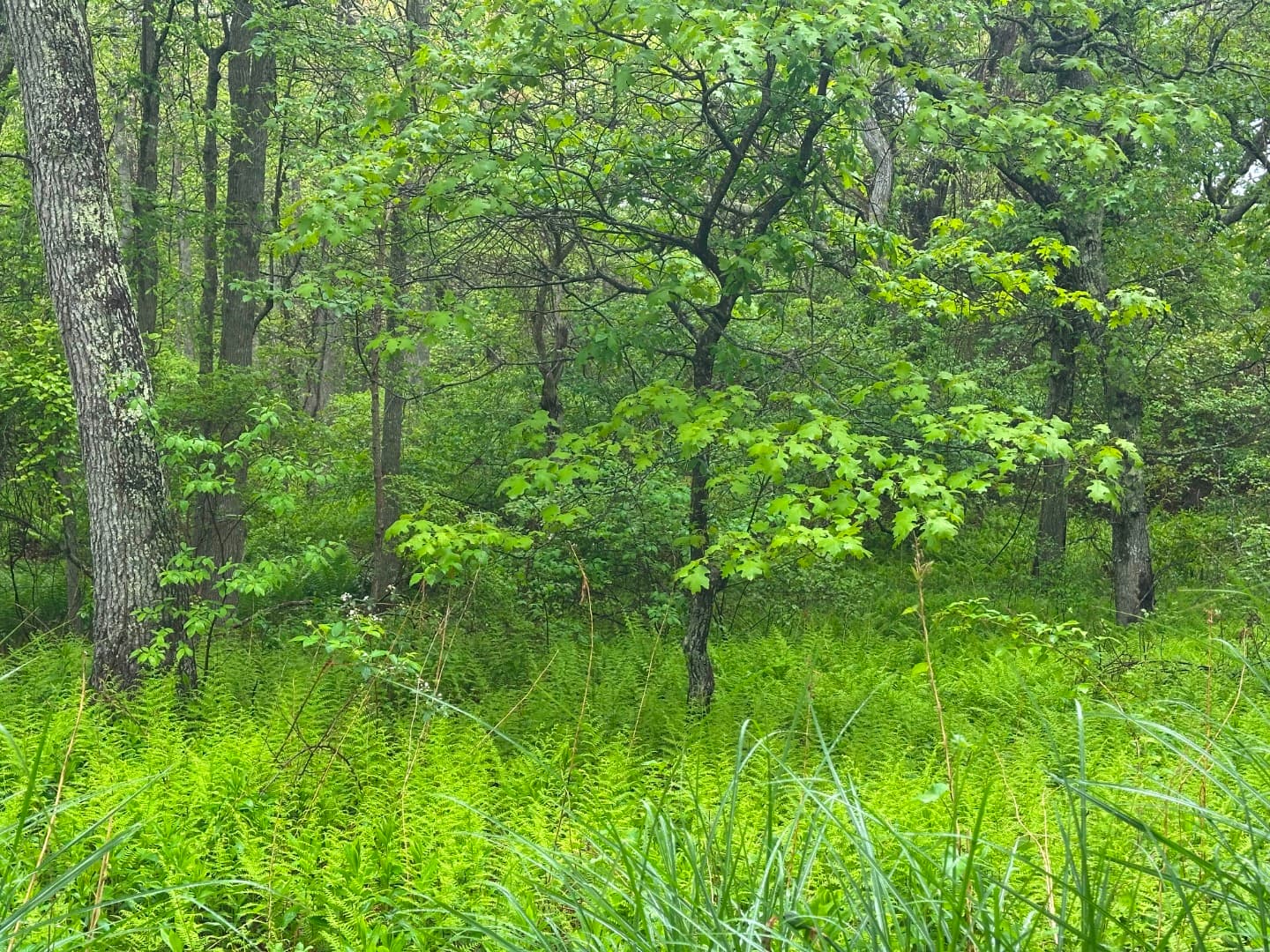 Image 3 - 19A Locust Lane