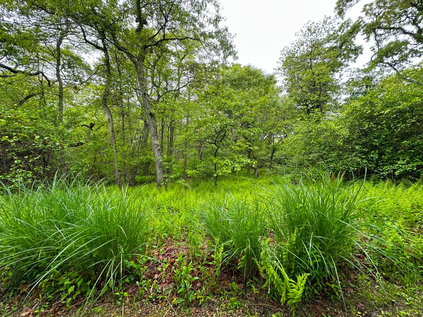 Image 1 - 19A Locust Lane