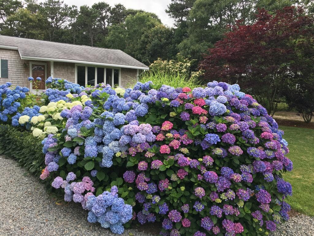 Image 1 - 4 Bedroom Rental in Edgartown, Downtown - Sleeps 8