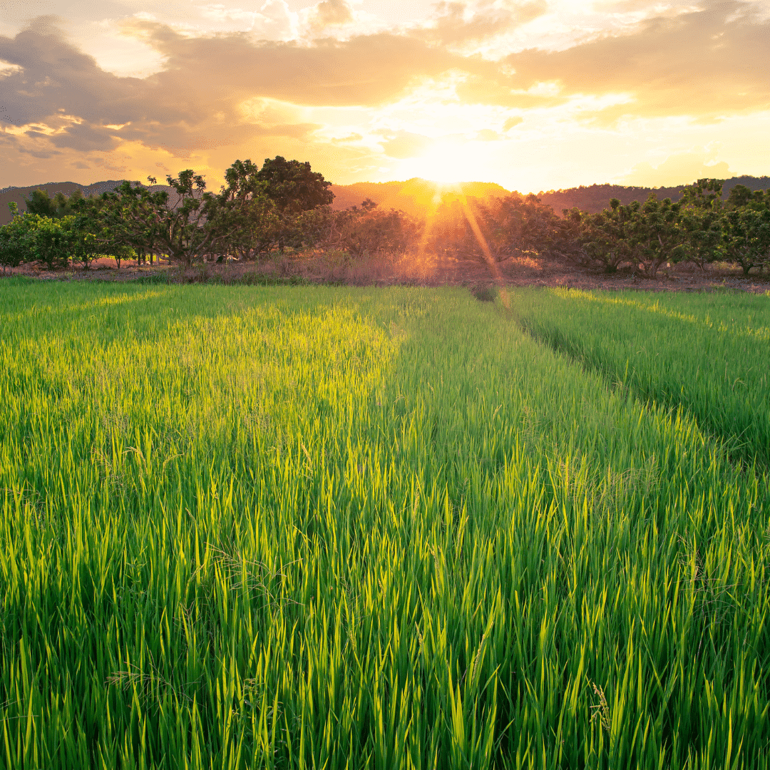 The Best Organizations Committed to Sustainable Local Agriculture & Education